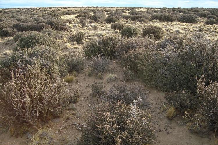 Junellia tridens, Mata Negra, Patagonian Desert, Argentinia