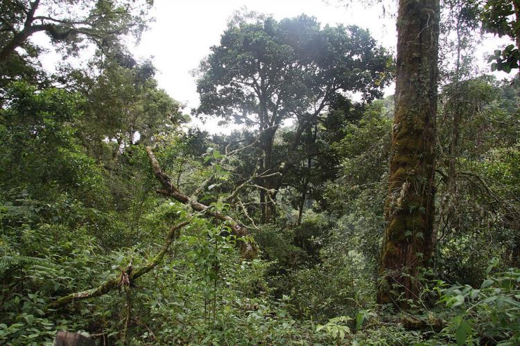 Montane forests within La Amistad International Park, Costa Rica and Panama