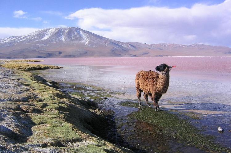 Llama at Laguna Colorada, Punta Grande in the background, Bolivia
