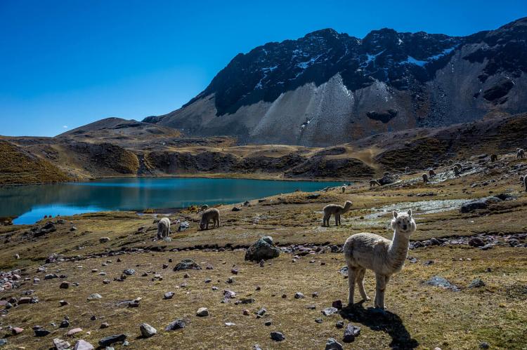 Llamas on Ausangate circuit hillside, Cordillera Vilcanota, Peru