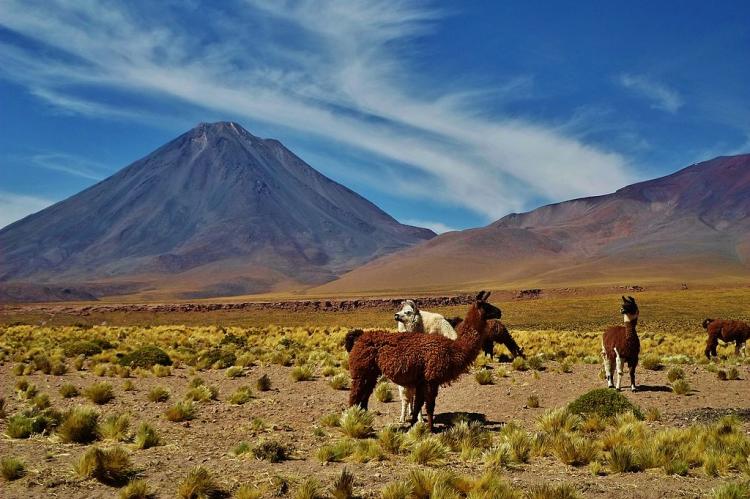 Llamas with Licancabur volcano in background, Atacama, Chile