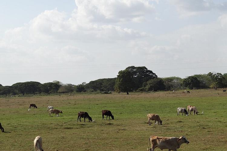Los Llanos in Venezuela