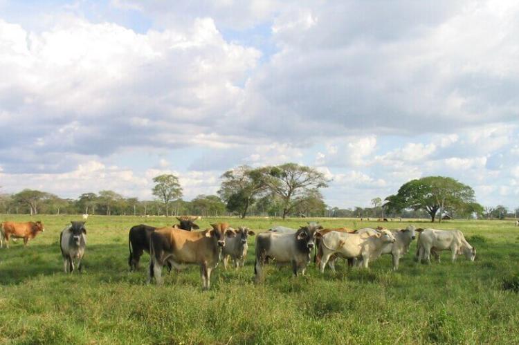 Los Llanos in Venezuela