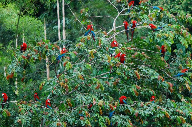 Red-and-Green Macaws, Manú National Park & Biosphere Reserve, Peru