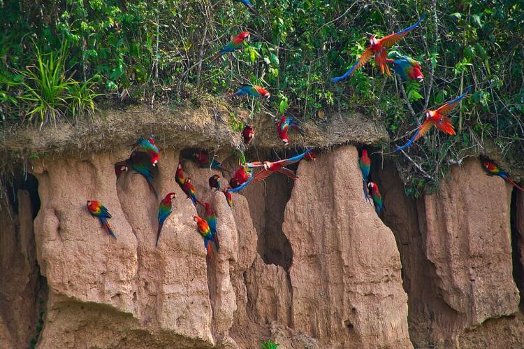 Macaws at clay lick, Tambopata River, Tambopata National Reserve, Peru