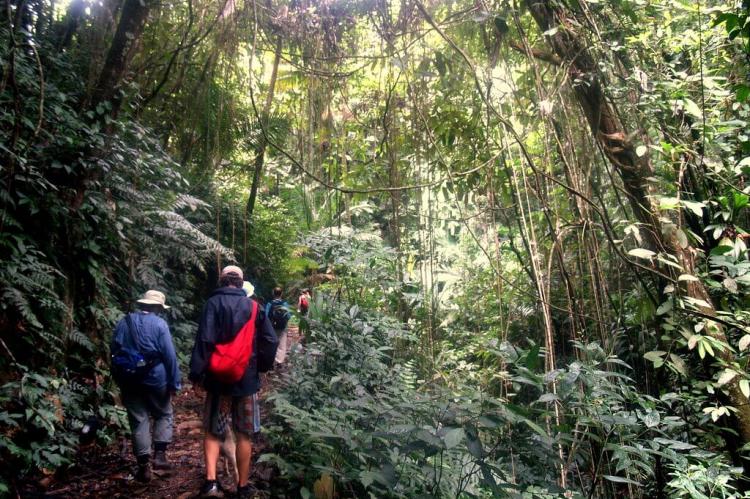 Hiking on the Gilpin Trace rain forest trail in the Main Ridge Forest Reserve, Tobago