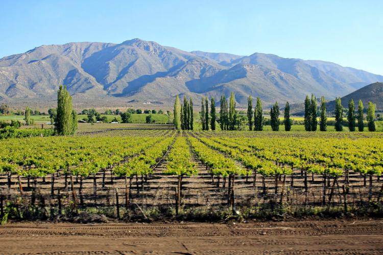 Maipo Valley vineyard, Chile
