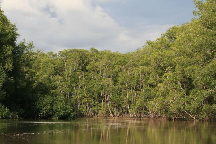 Mangrove Swamp, Manuel Antonio National Park, Costa Rica