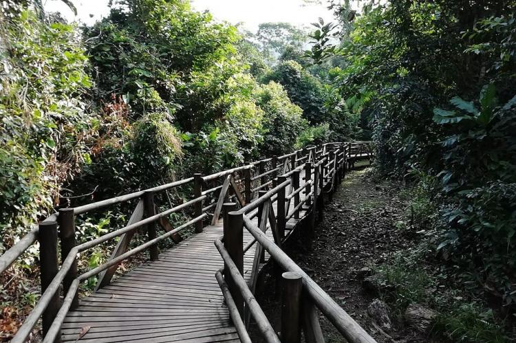 Walkway through mangroves in the Utría National Natural Park (Colombia)