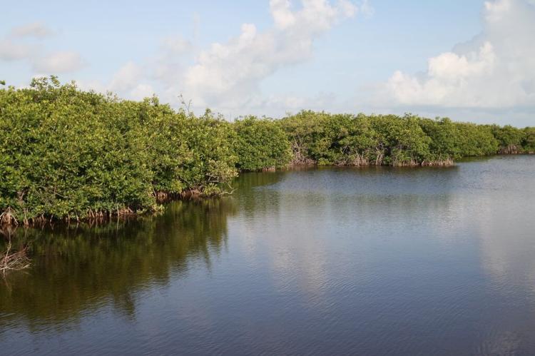 Mangrove forest, Ambergris Caye, Belize