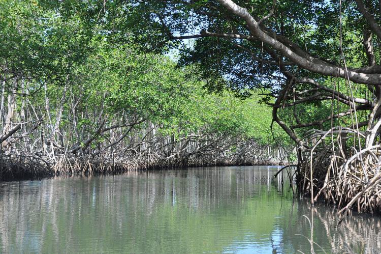 Mangroves along river in Los Haitises National Park, Dominican Republic