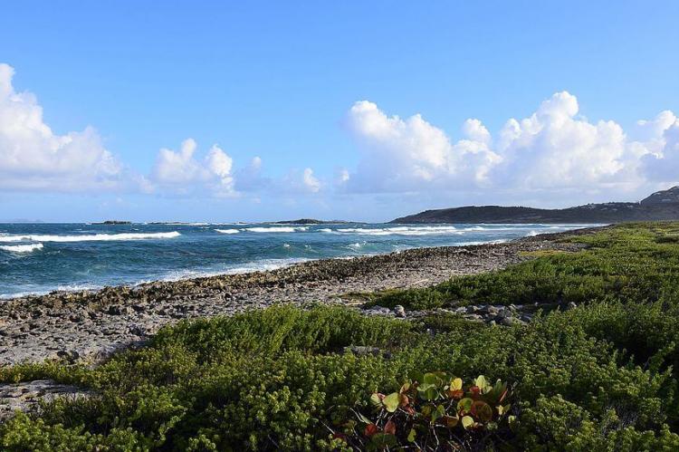 Marine vegetation at the Saint-Martin Nature Reserve