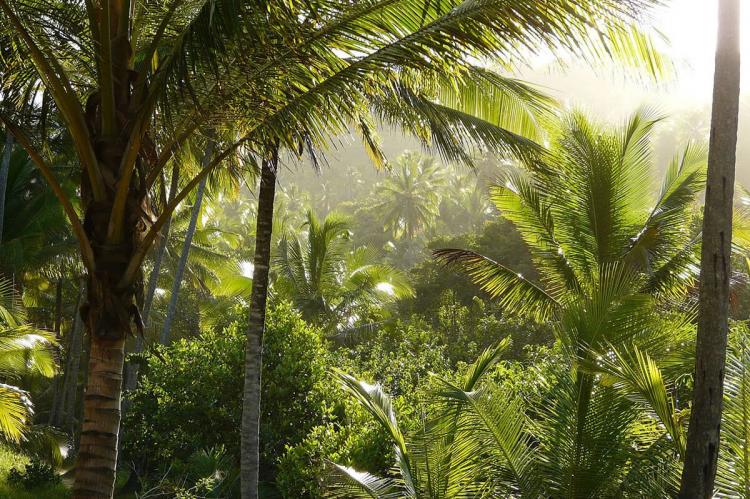 Exploring the Mata Atlântica Biosphere Reserve in Brazil | LAC Geo