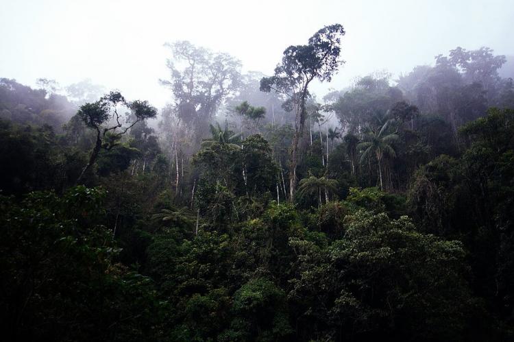 Fog over the Atlantic Forest canopy, Itatiaia National Park, Brazil