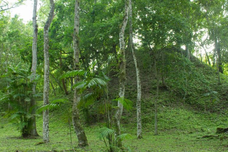 Maya forest, Guatemala 