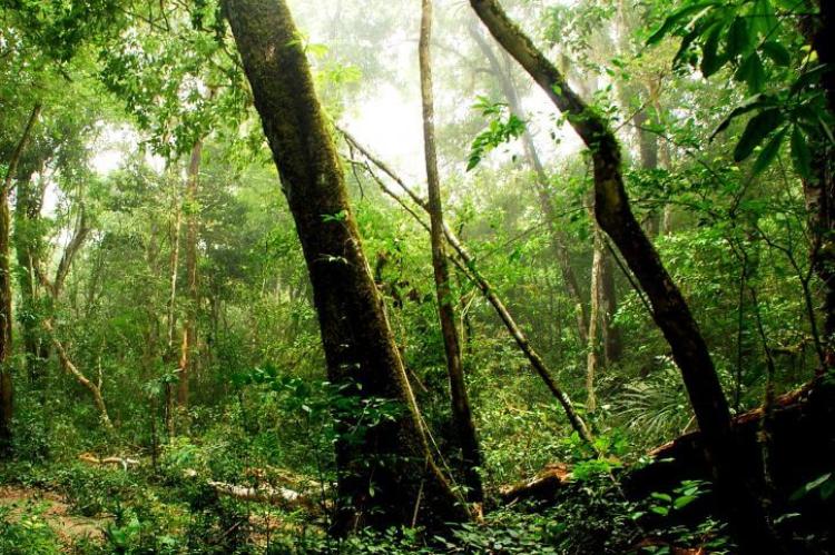 Guatemala Maya forest