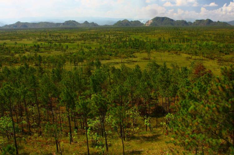 View of the Maya Mountains from fire watchtower with Pinus hondurensis forest