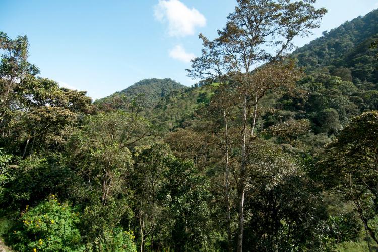 Mindo-Nambillo Forest Reserve, mid-elevation cloud forest, western slope of Andes, Ecuador