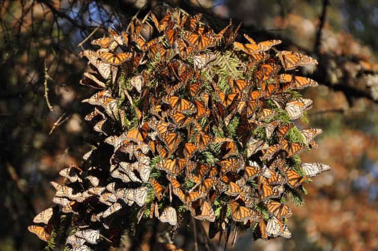 Monarch butterflies cover a tree at El Rosario Monarch Butterfly Sanctuary in Michoacán, Mexico.