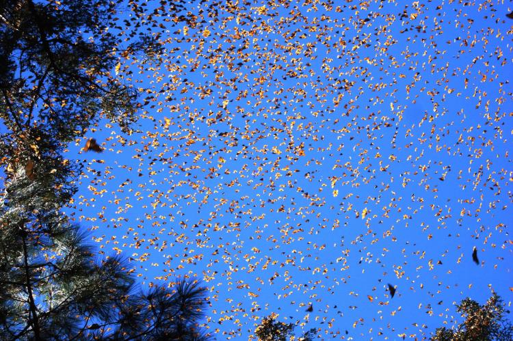 Monarch butterflies in flight, El Rosario Sanctuary, Michoacàn, Mèxico