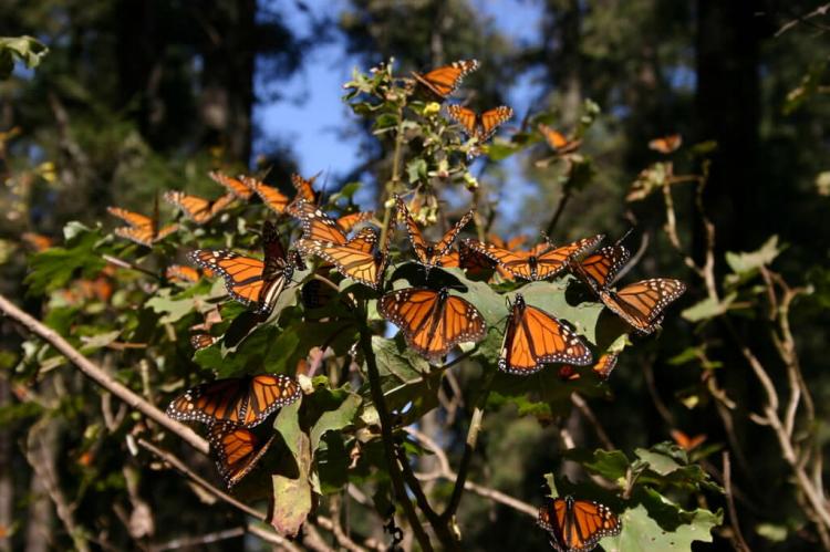 Monarch butterflies, Michoacán, Mexico