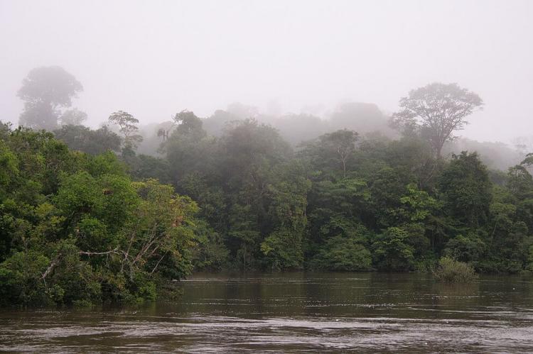 Morning fog, Suriname jungle