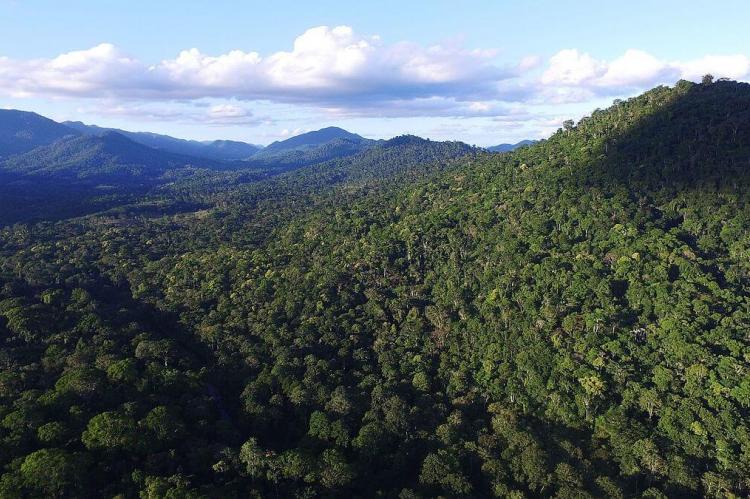 Aerial view of Atlantic Forest vegetation, Camacan, Bahia, Brazil