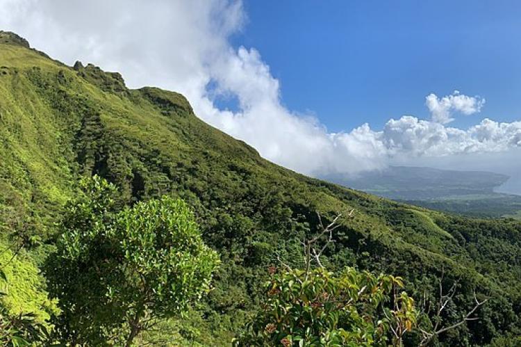 Mount Pelée and Bay of St Pierre as seen from the Grande Savane trail, Martinique