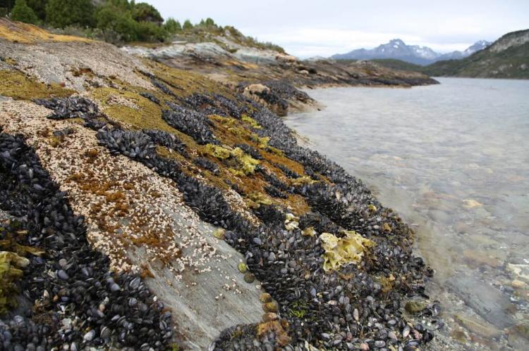 Mussels at Lapataia Bay In Tierra del Fuego National Park, Argentina