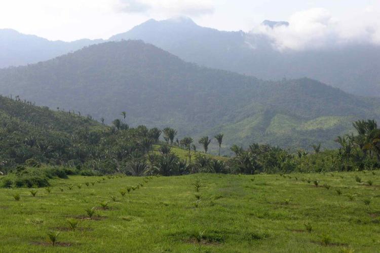 Newly planted Palm oil plantation, Valle de Aguán, Honduras