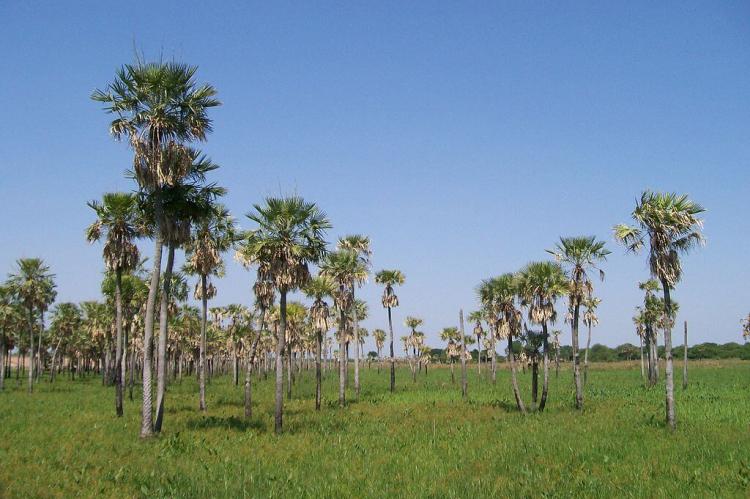 Palm trees in field, Resistencia, Chaco, Argentina