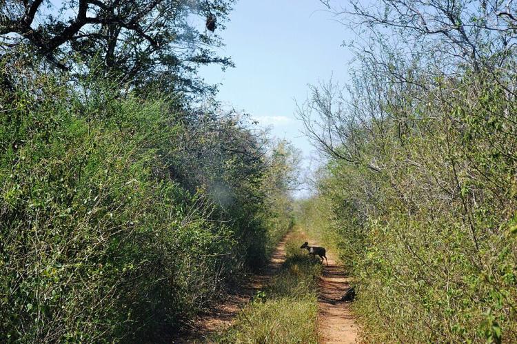Pampas Deer in the Kaa-Iya del Gran Chaco National Park
