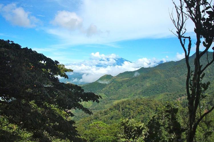 Cloud forest on the Isthmus of Panama