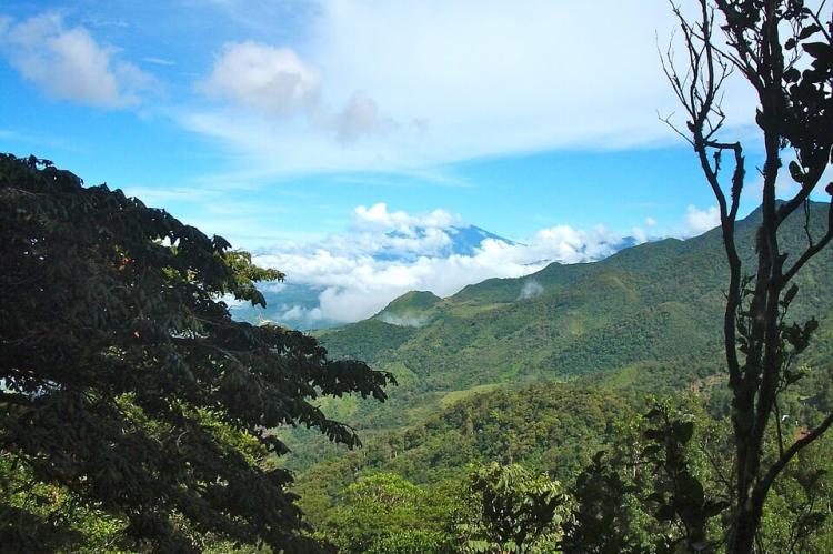 Cloud forest, Panamanian montane forests