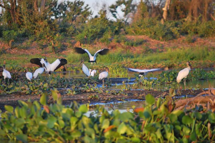 Birds in the Brazilian Pantanal