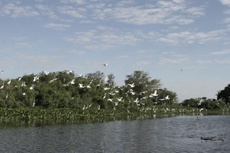 Flock of birds in the Pantanal, Brazil