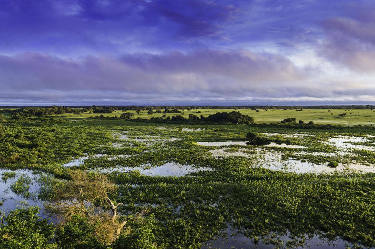 Pantanal landscape in Mato Grosso, Brazil