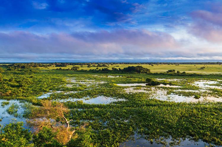 Pantanal, Mato Grosso, Brazil