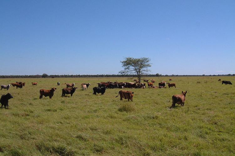 Paraguay Chaco, Cattle ranch, improved sown pasture on cleared formerly savanna land, Presidente Hayes Province