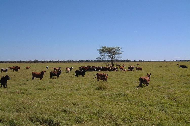 Cattle ranch, Chaco, Paraguay