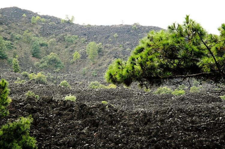 Paricutín lava fields partially colonized by vegetation, Angahuan, Uruapan, Michoacán, Mexico