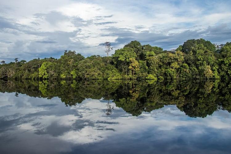 View of the forest of Jaú National Park in the Brazilian Amazon