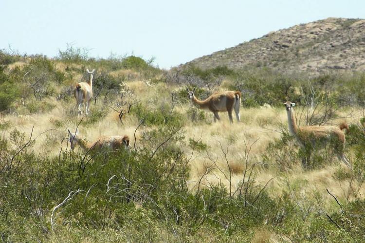 Llamas in Parque Nacional Lihue Calel, La Pampa, Argentina