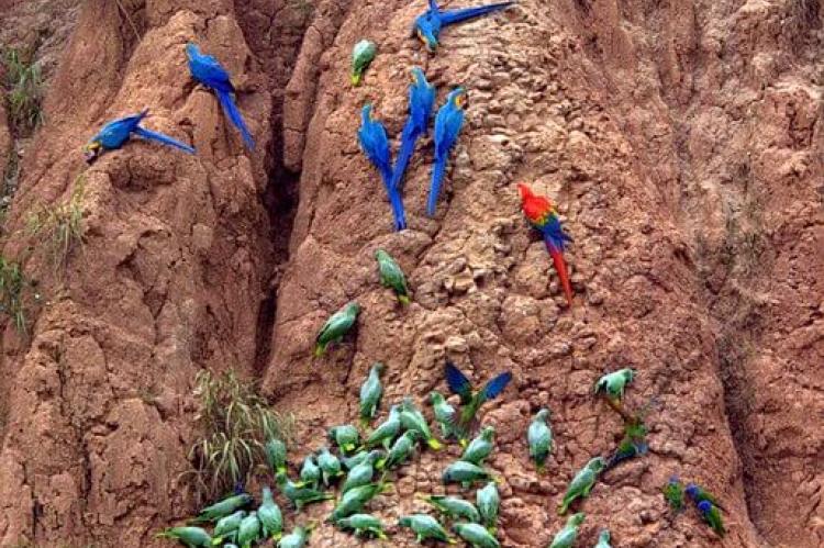 Macaws at clay lick, Tambopata National Reserve, Peru