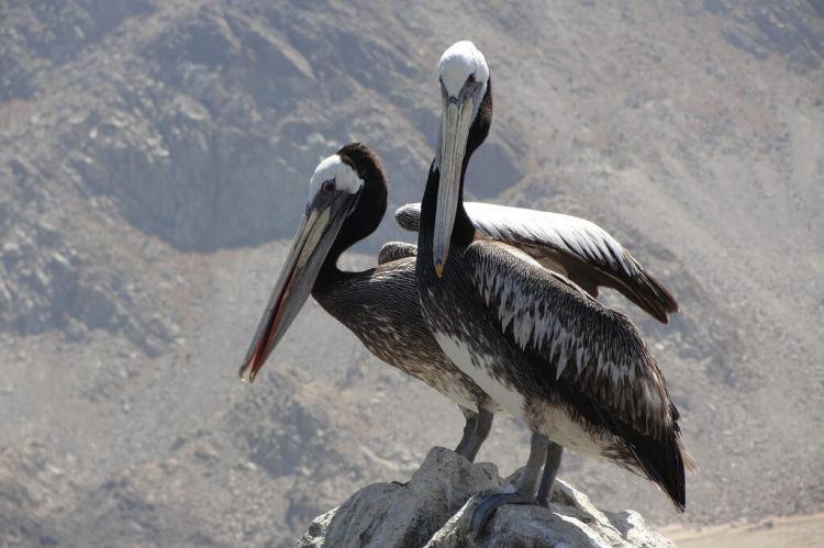 Peruvian Pelicans (Pelecanus thagus) at Pan de Azúcar National Park, Atacama Region, Chile