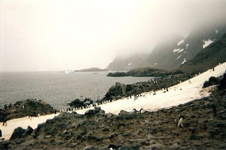 Adélie and Chinstrap penguin rookeries on Laurie Island in the South Orkney Islands