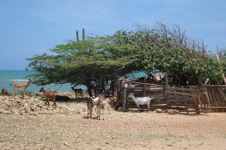 Goats on the Paraguaná Peninsula, Falcón, Venezuela