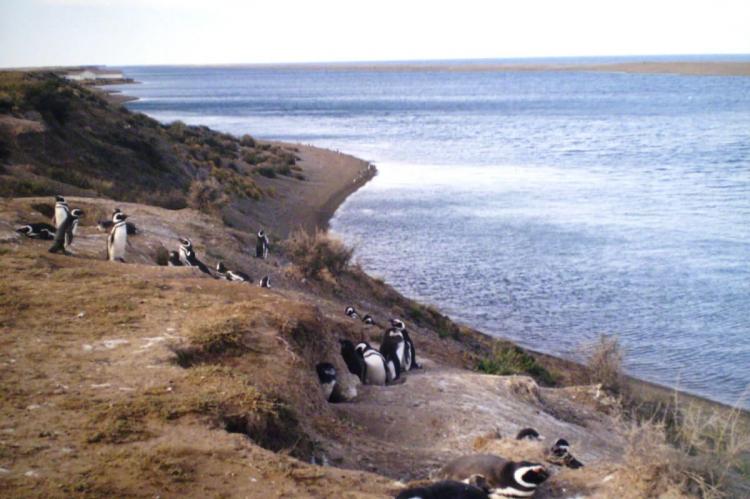 Magellan Penguins, Península Valdés, Argentina