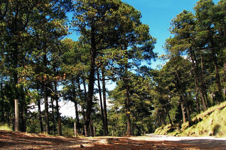Pine-Oak forest in Iztazihuatl National Park, Popocatepetl, Mexico