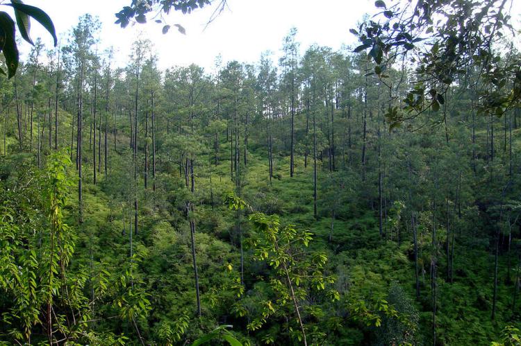 Forest of Honduras Pine, Quintana Roo, Belize
